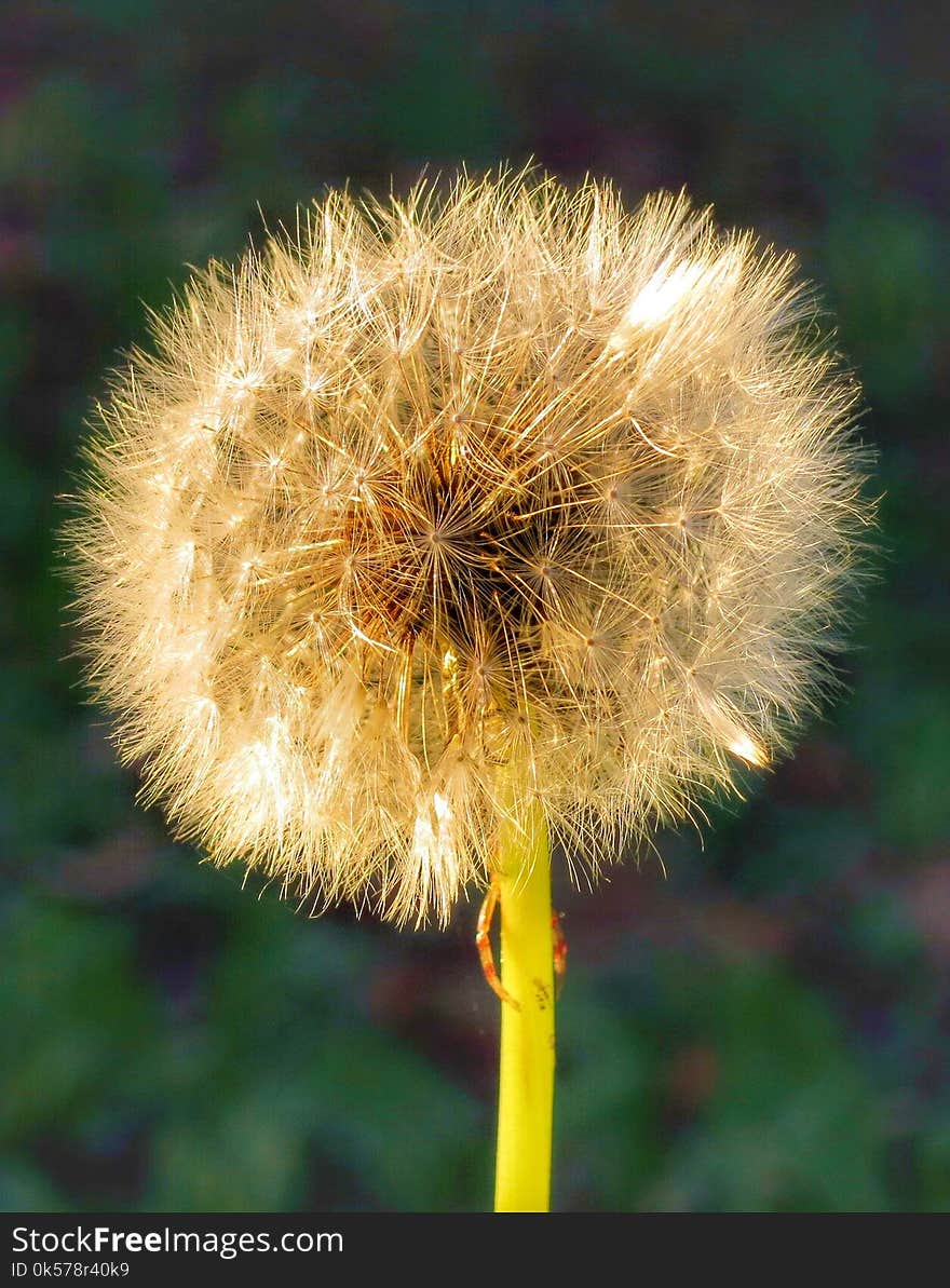 Flower, Dandelion, Flora, Plant