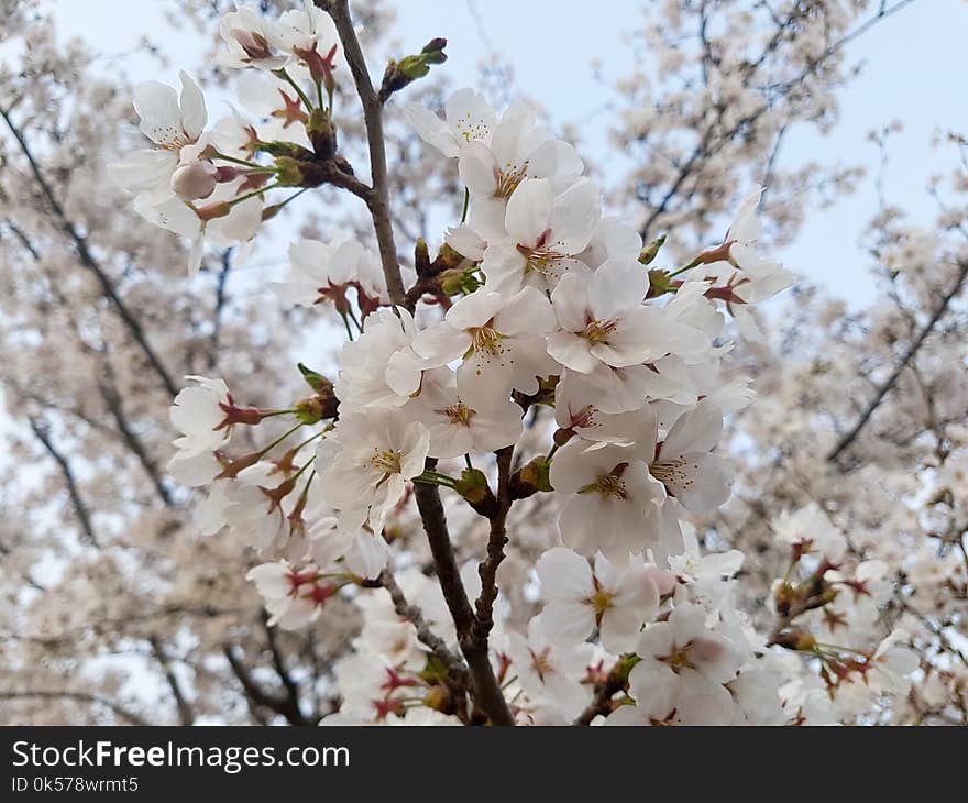 Flower, Blossom, Plant, Spring