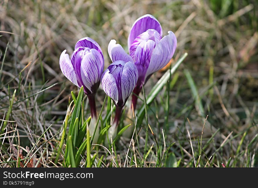 Flower, Plant, Crocus, Flowering Plant