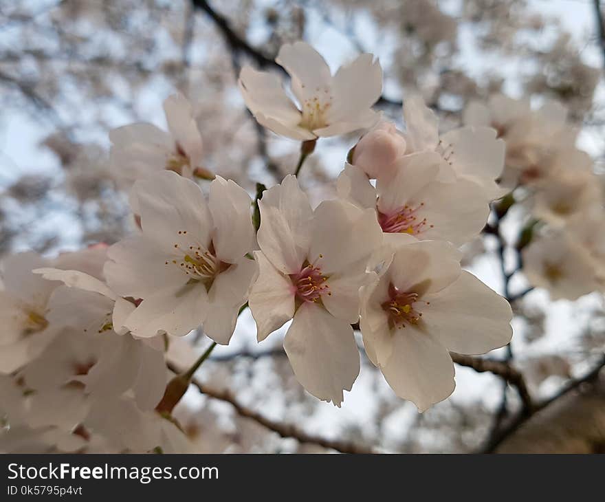 Flower, White, Blossom, Pink