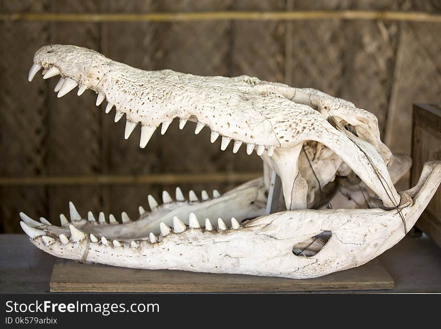 Crocodilia, Crocodile, Jaw, Reptile