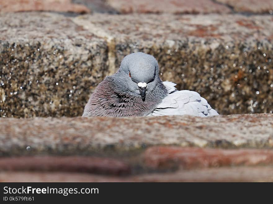 Bird, Fauna, Beak, Pigeons And Doves