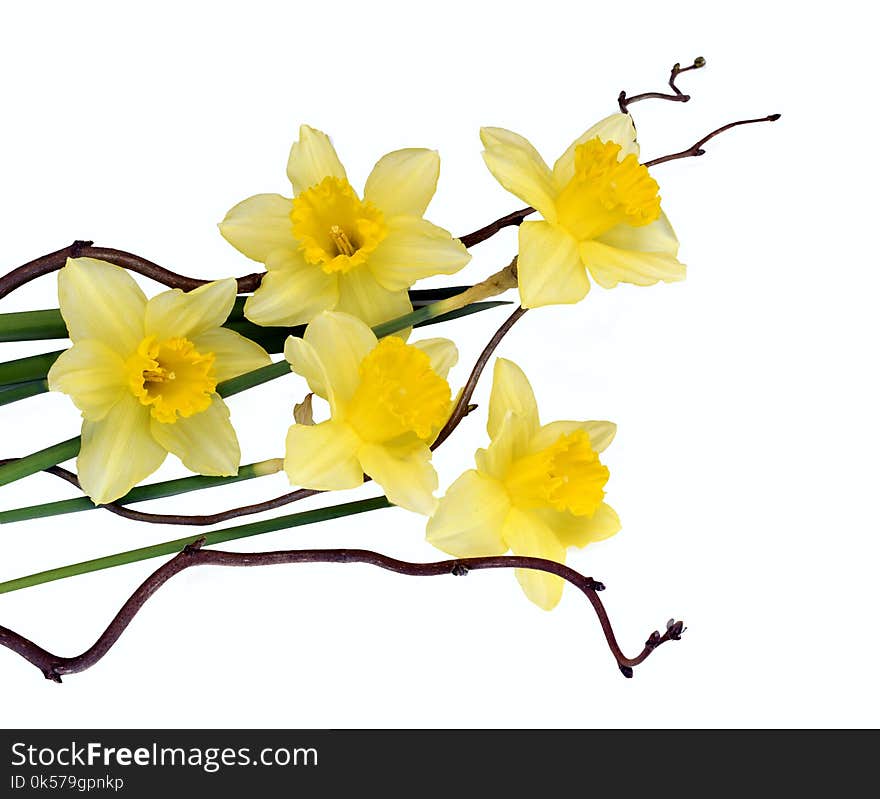 Flower, Flowering Plant, Yellow, Plant