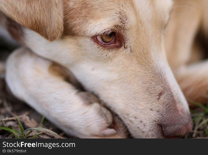 Dog, Dog Breed, Nose, Snout