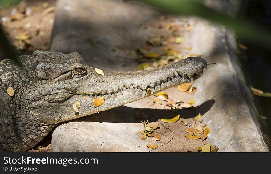 Reptile, Crocodilia, Crocodile, American Alligator