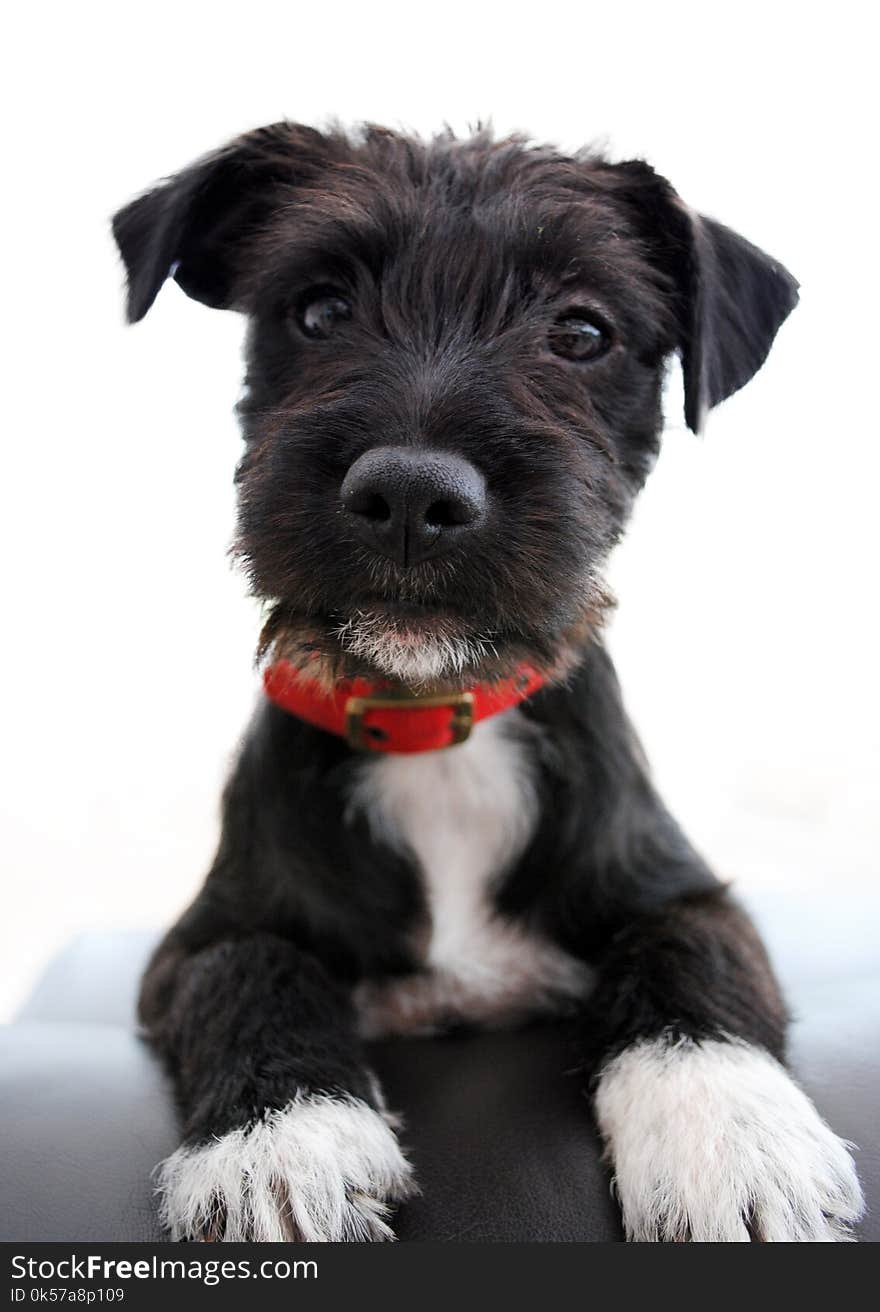 Dog, Dog Like Mammal, Dog Breed, Miniature Schnauzer