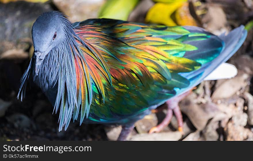 Beak, Bird, Fauna, Feather