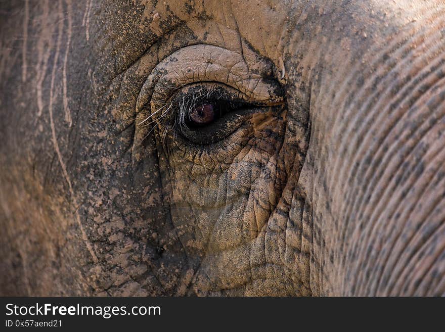 Mammal, Eye, Terrestrial Animal, Close Up