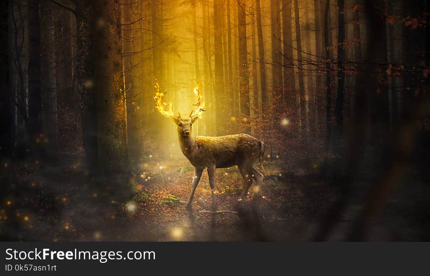 Wildlife, Light, Fauna, Forest