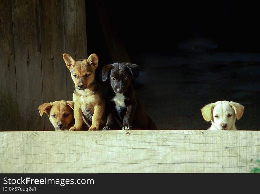 Dog, Dog Like Mammal, Dog Breed, Street Dog