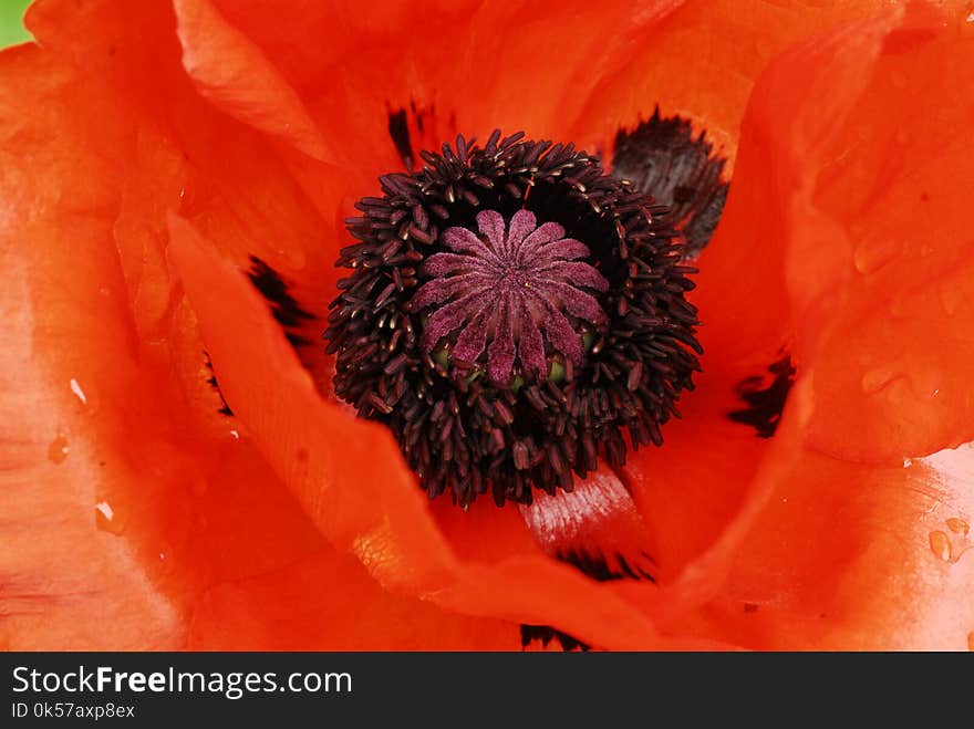 Flower, Red, Orange, Poppy