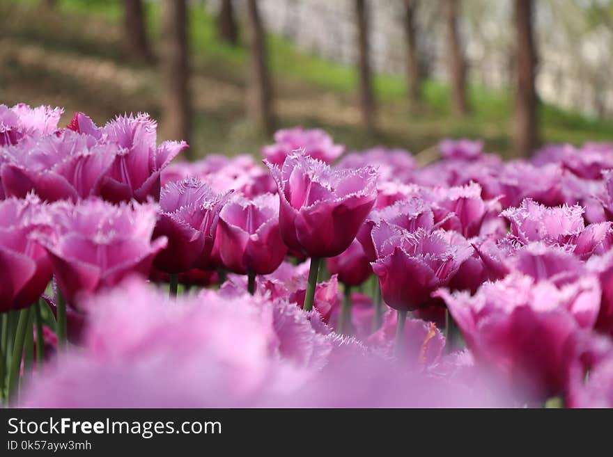 Flower, Flowering Plant, Plant, Pink