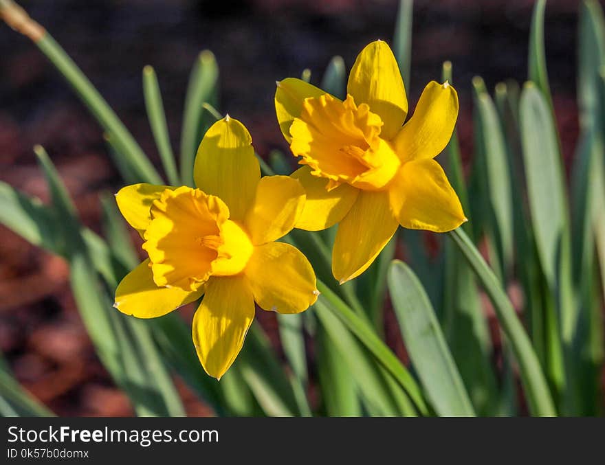 Flower, Plant, Flowering Plant, Yellow