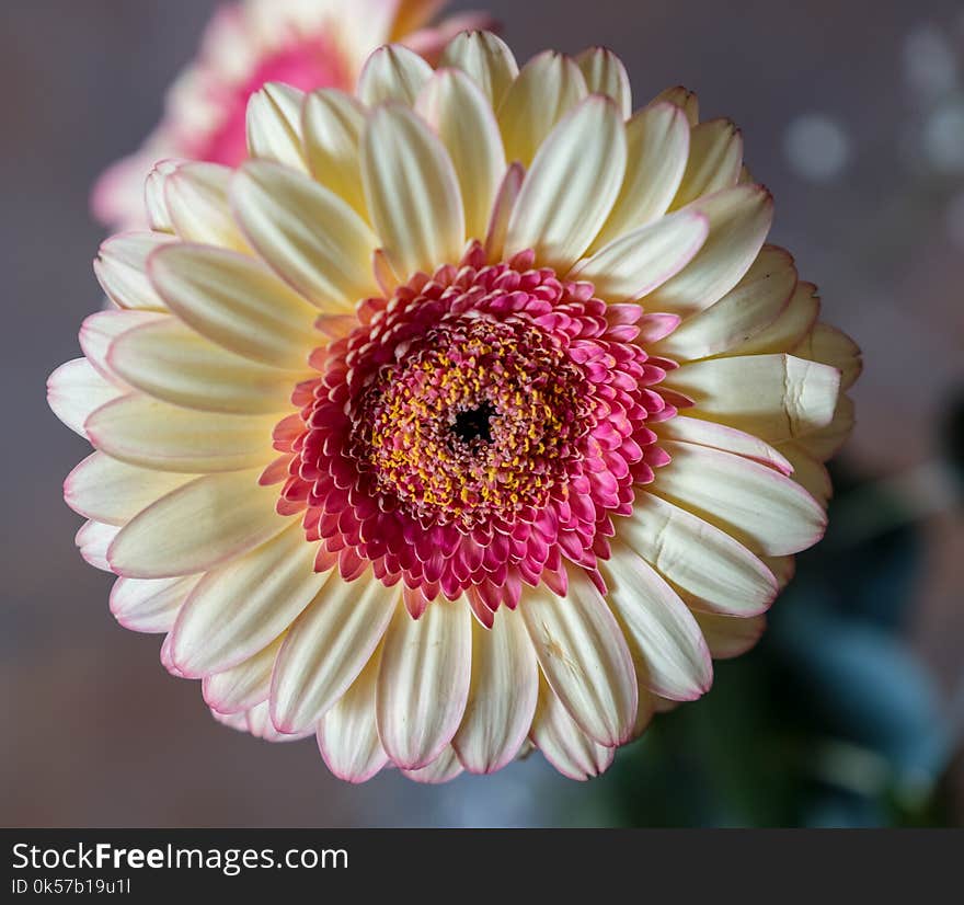 Flower, Flowering Plant, Gerbera, Flora