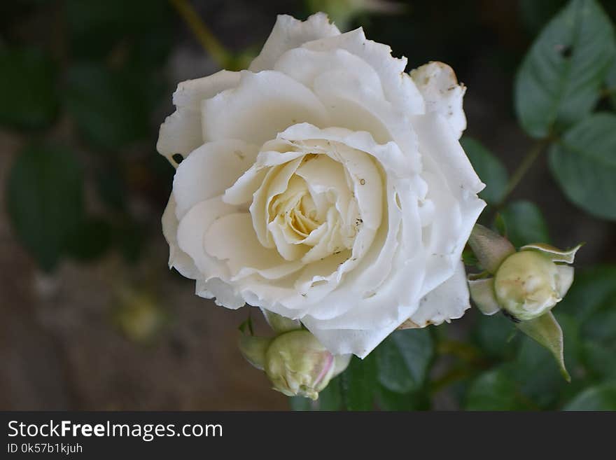 Flower, Rose, Rose Family, White