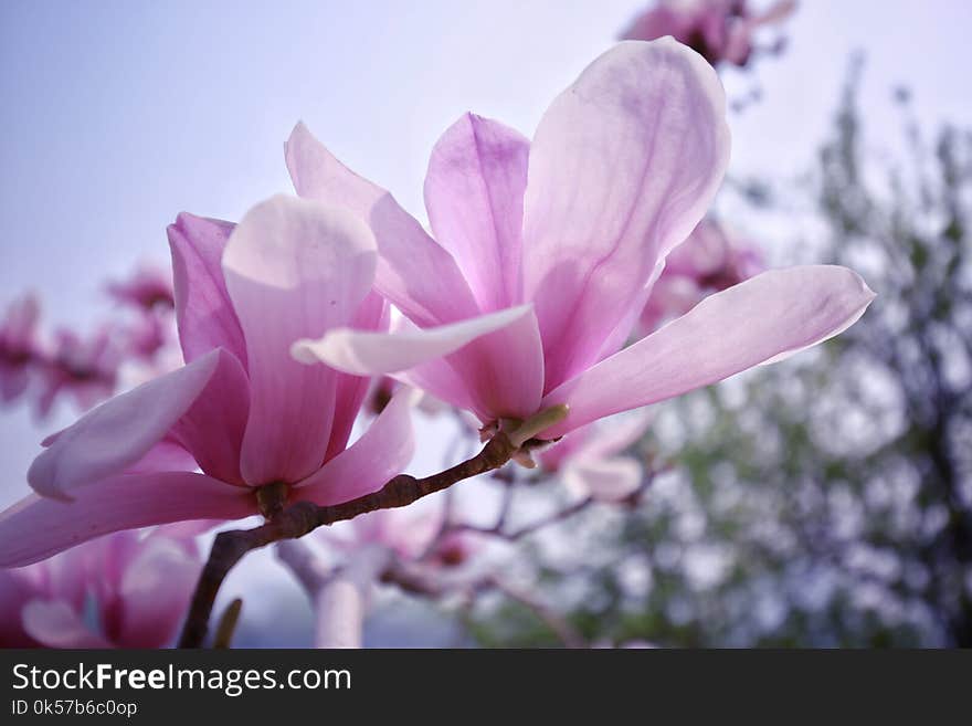 Flower, Plant, Flowering Plant, Pink