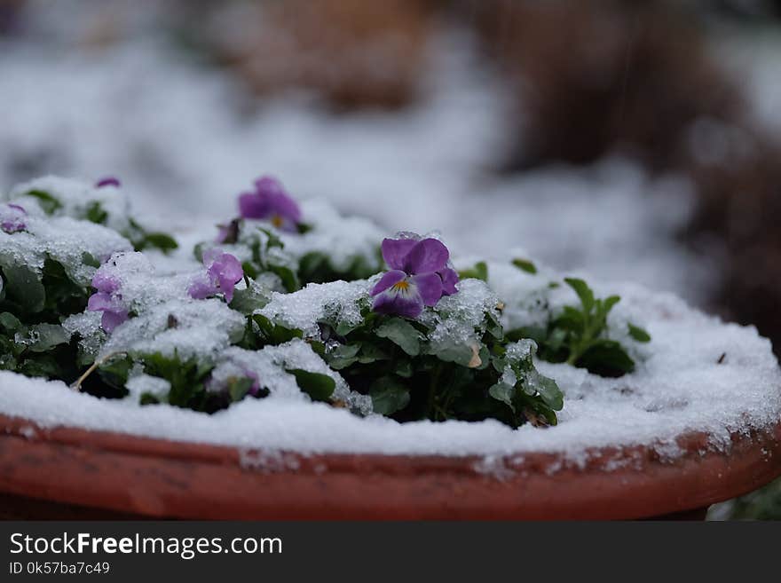 Snow, Flower, Winter, Freezing