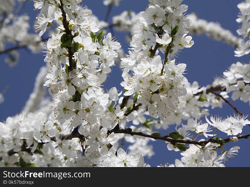 Blossom, Branch, Spring, Tree