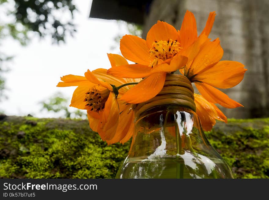 Flower, Yellow, Flora, Plant