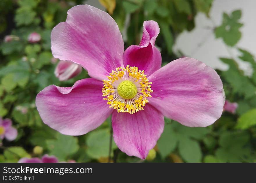 Flower, Plant, Flowering Plant, Petal