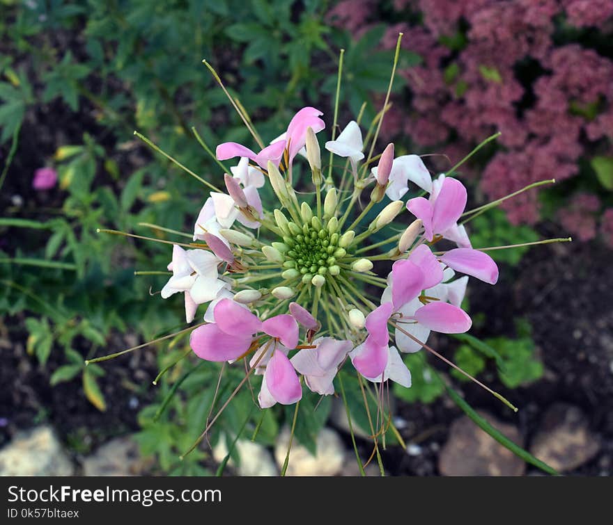 Flower, Plant, Flora, Flowering Plant