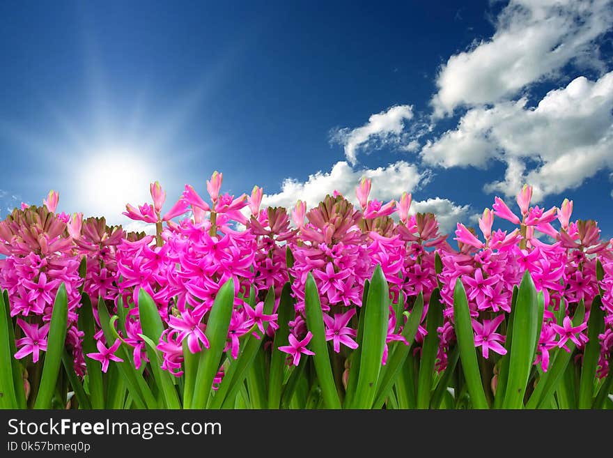 Flower, Plant, Pink, Sky