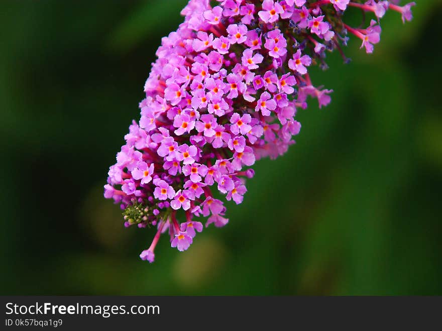 Flower, Flowering Plant, Flora, Plant