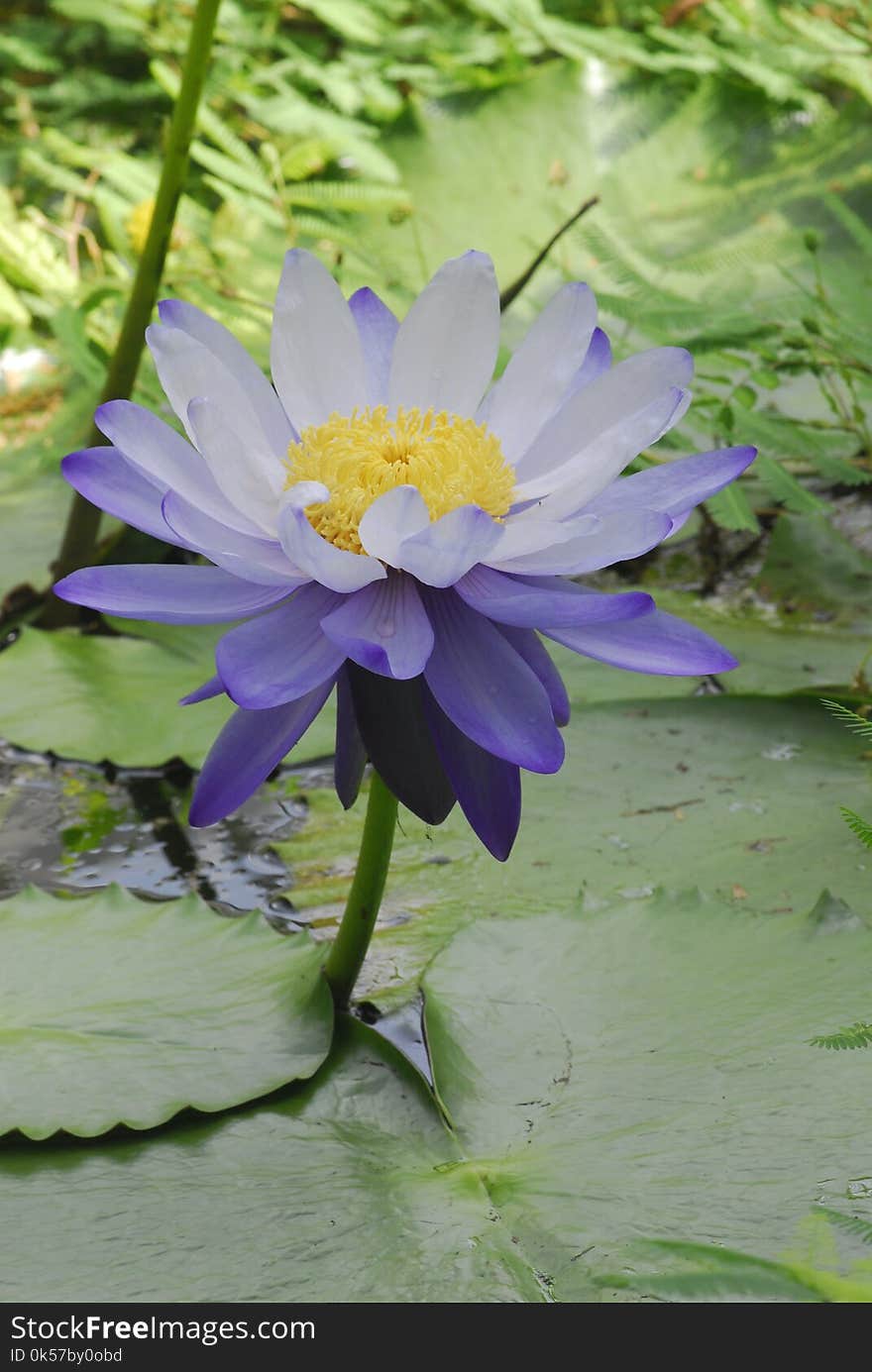 Flower, Blue, Plant, Flora