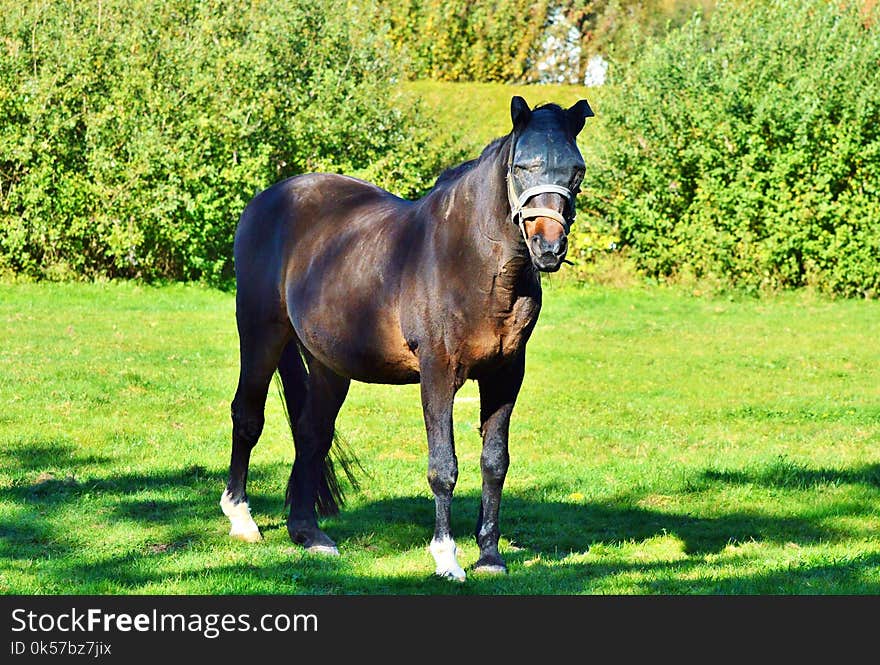 Horse, Pasture, Stallion, Mare