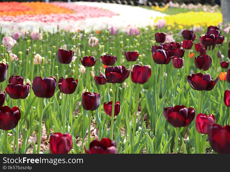 Flower, Flowering Plant, Plant, Tulip