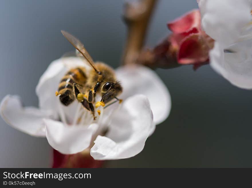 Honey Bee, Bee, Insect, Membrane Winged Insect