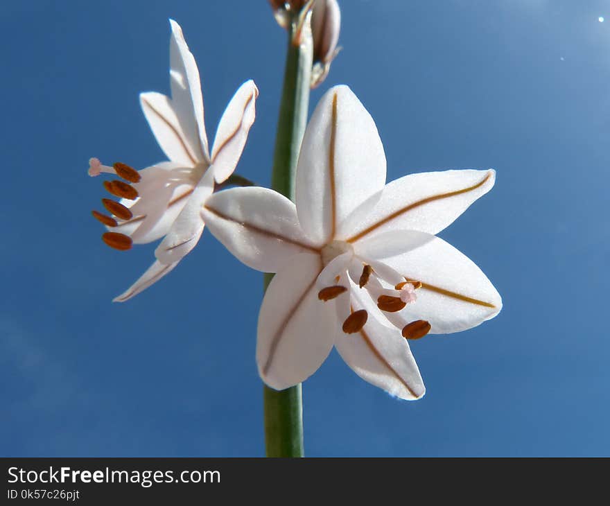 Flower, White, Plant, Flora