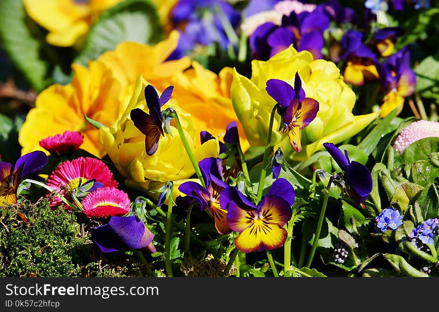 Flower, Plant, Flowering Plant, Flora