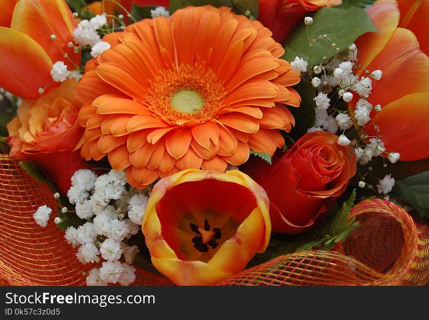 Flower, Floristry, Gerbera, Orange