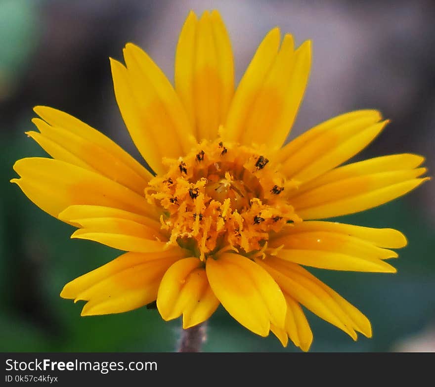 Flower, Yellow, Flora, Wildflower