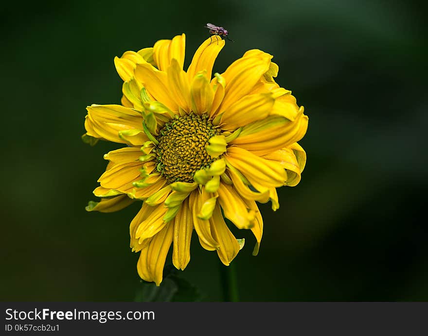 Flower, Yellow, Flora, Wildflower