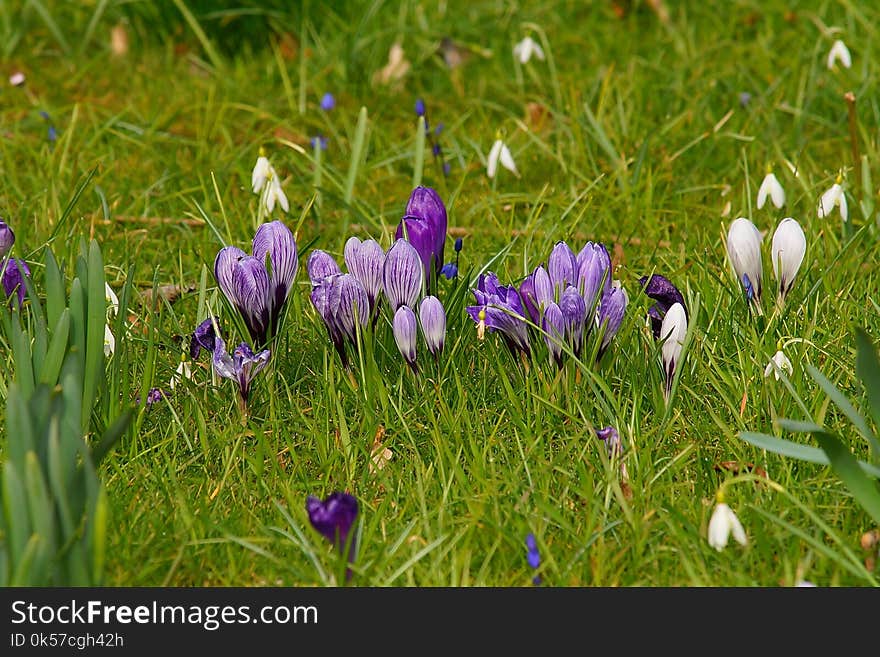 Flower, Plant, Crocus, Flowering Plant