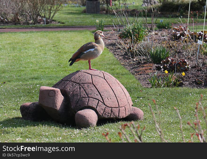 Fauna, Tortoise, Bird, Water Bird