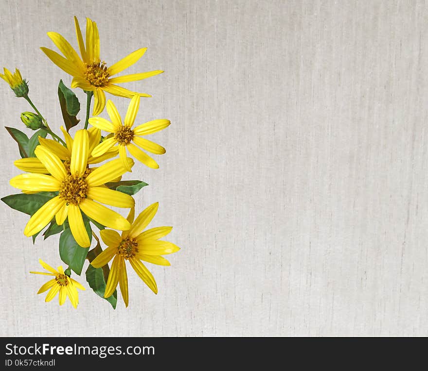 Flower, Yellow, Flora, Flowering Plant