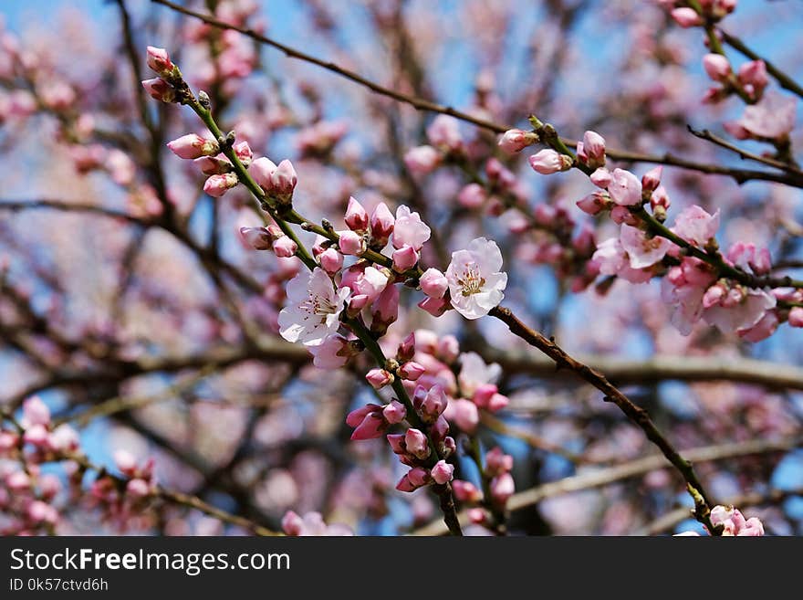 Blossom, Pink, Branch, Spring