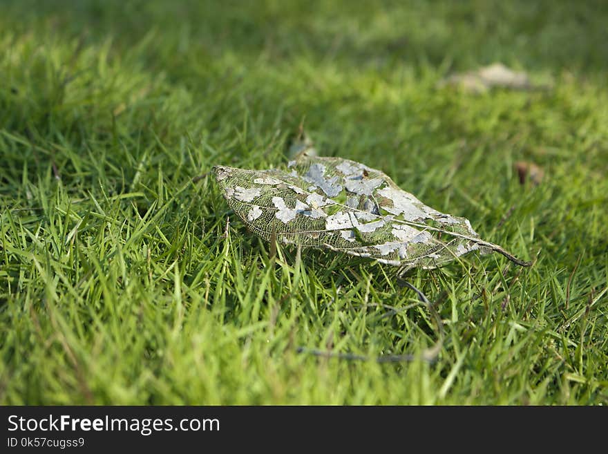 Grass, Leaf, Plant, Grass Family