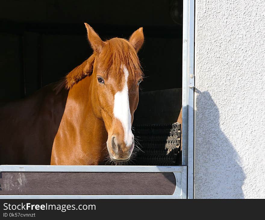 Horse, Mane, Bridle, Horse Like Mammal