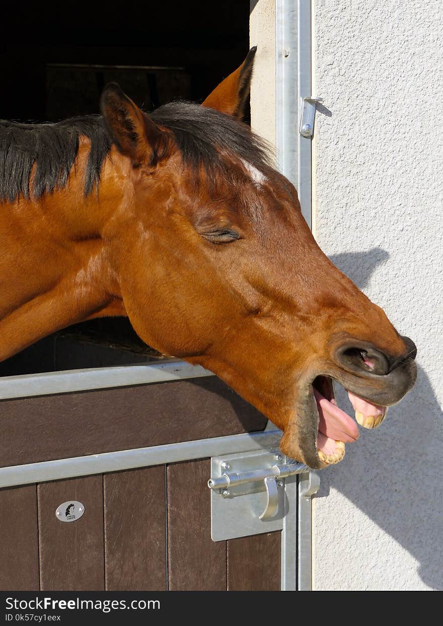 Horse, Halter, Horse Tack, Horse Like Mammal