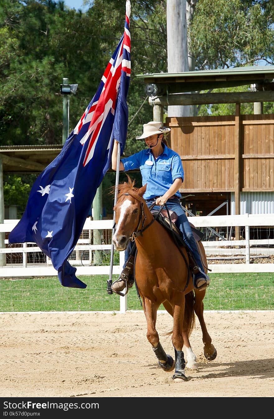 Horse, Animal Sports, Rein, Jockey