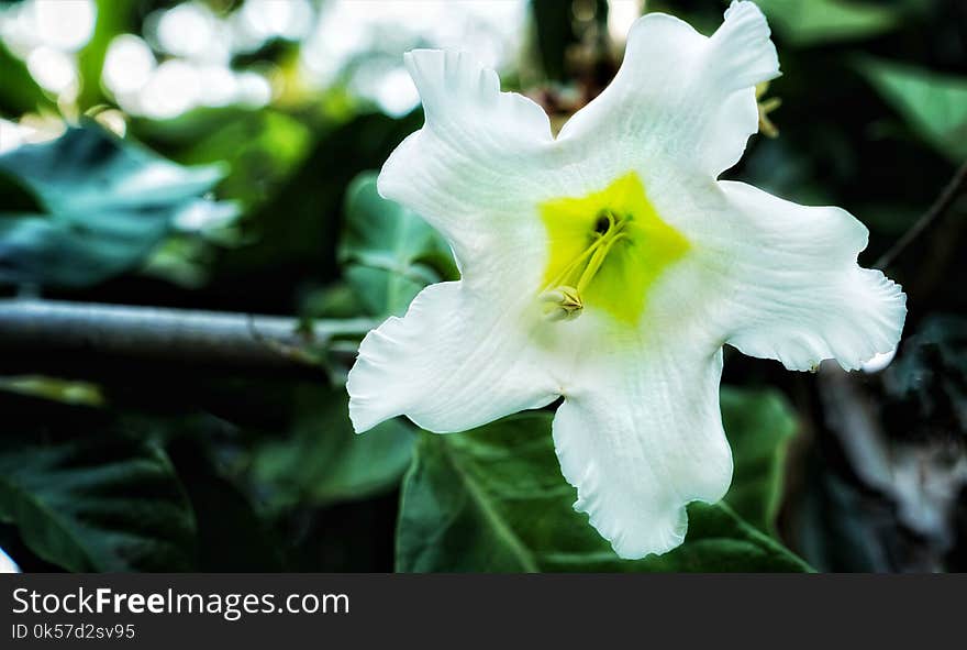 Flower, White, Flora, Plant