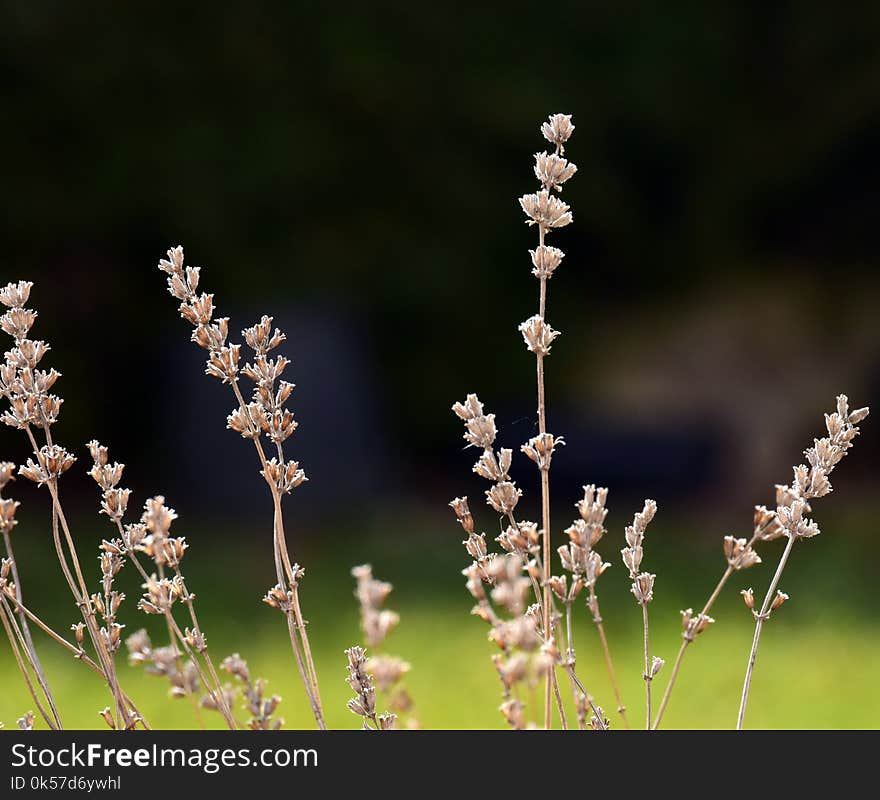 Plant, Spring, Flower, Branch