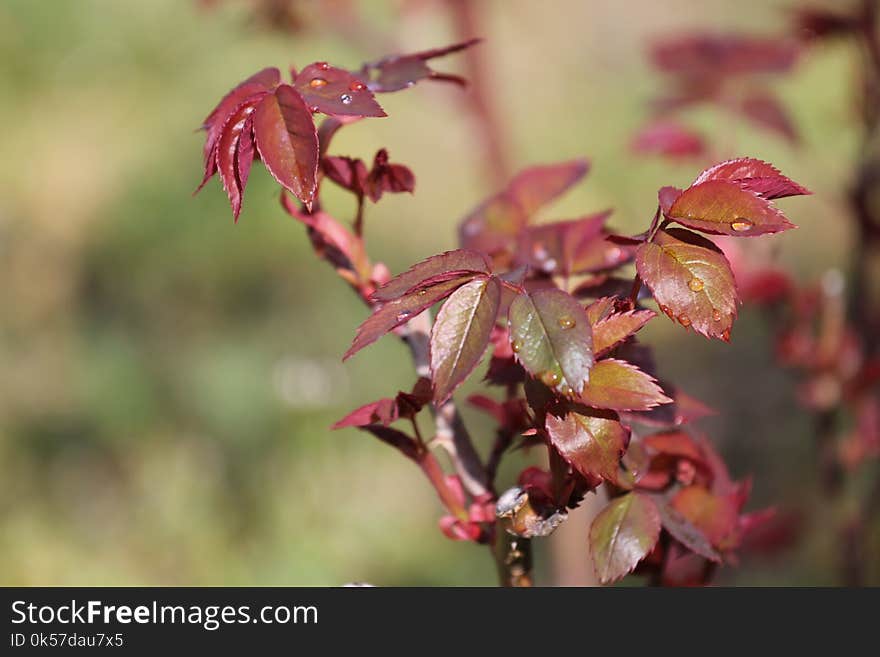 Leaf, Plant, Flora, Autumn