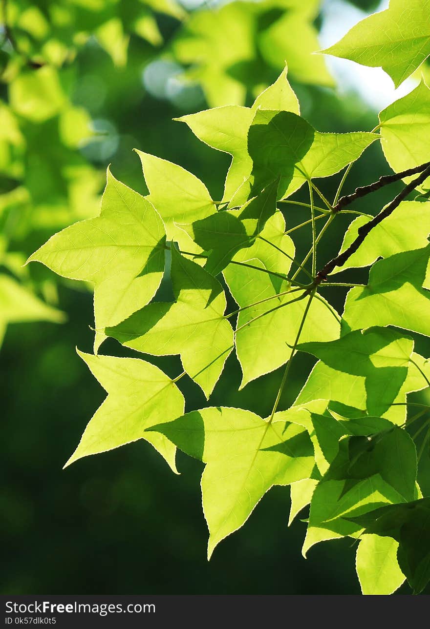 Leaf, Green, Plant, Branch