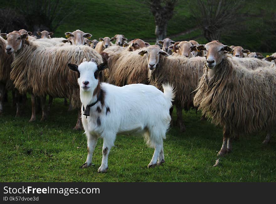 Herd, Sheep, Pasture, Grass