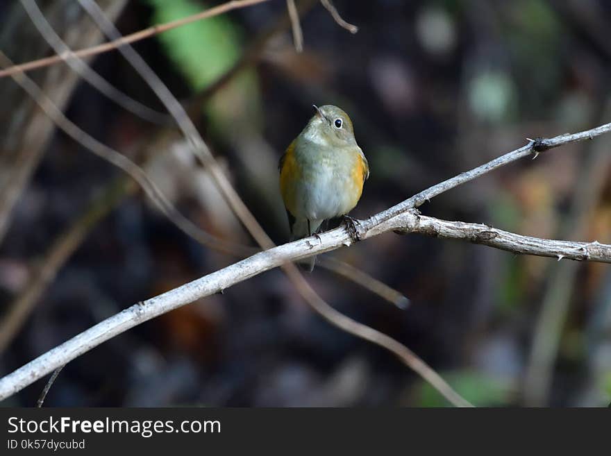 Bird, Fauna, Beak, Branch